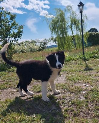 Border collie Maschio