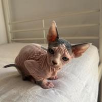 Sphynx