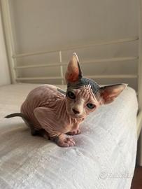 Sphynx