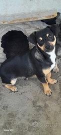 Cane cucciolo di 8 mesi