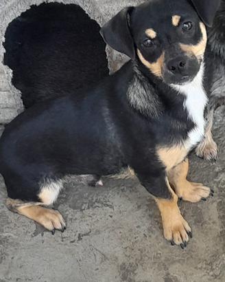 Cane cucciolo di 8 mesi