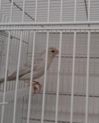 canarino