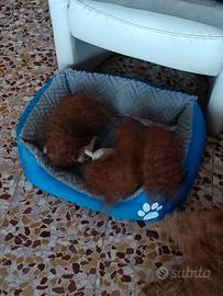 disponibili tre cagnolini barboncino Toy rosso 
