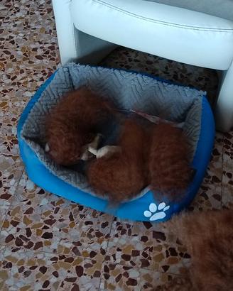 disponibili tre cagnolini barboncino Toy rosso 