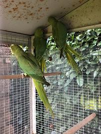 Parroccheti dal collare