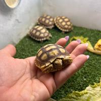 Baby tartaruga Sulcata Africana