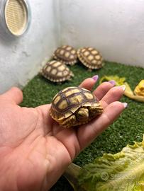Baby tartaruga Sulcata Africana