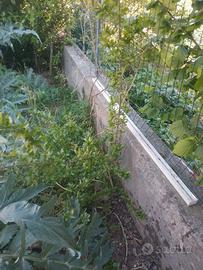 pianta melograno  170cm