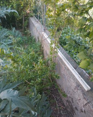 pianta melograno  170cm