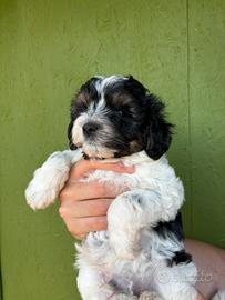 Cucciolo MALTIPOO
