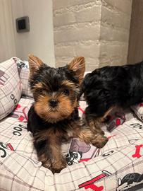 Ultimo cucciolo Yorkshire