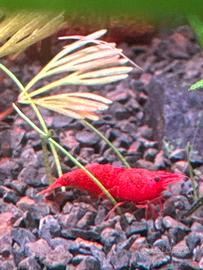 Neocaridina