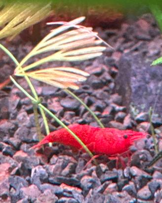 Neocaridina