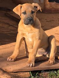 Meravigliosi cuccioli da adottare