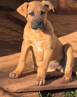 Meravigliosi cuccioli da adottare