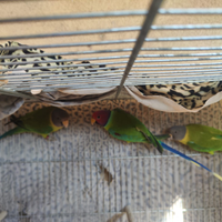 Pappagalli Testa di Prugna