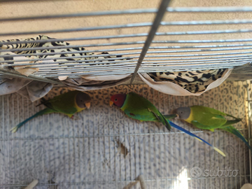 Pappagalli Testa di Prugna