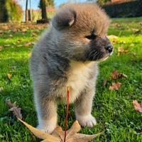 Cuccioli Akita inu disponibili