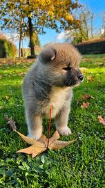 Cuccioli Akita inu disponibili