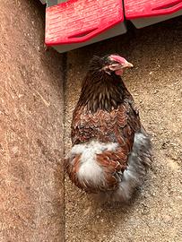 Galline Wyandotte