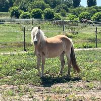 Cavallo Haflinger