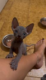 Cuccioli di Sphynx blu