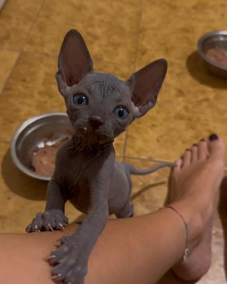 Cuccioli di Sphynx blu