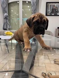 Cucciola cane corso