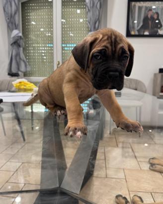 Cucciola cane corso