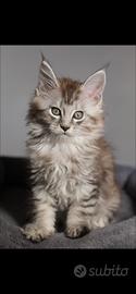 Maine Coon