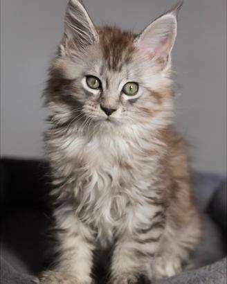 Maine Coon