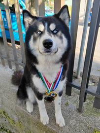 Siberian Husky per accoppiamento