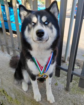 Siberian Husky per accoppiamento