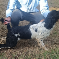 Springer Spaniel