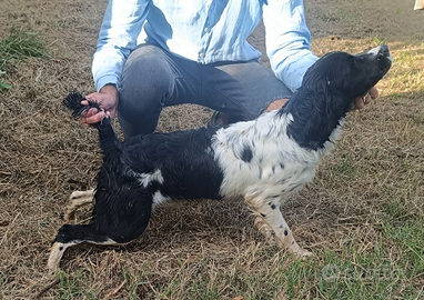 Springer Spaniel