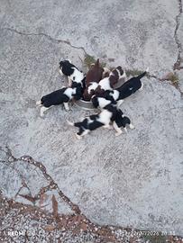 springer spaniel 
