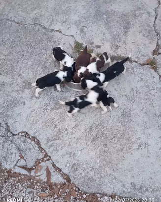 springer spaniel 