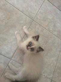 Cucciolo ragdoll