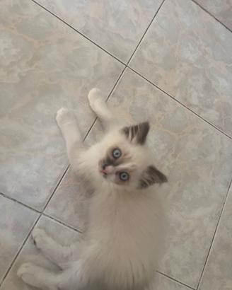 Cucciolo ragdoll