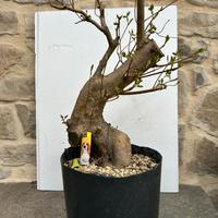Pre bonsai di acero campestre