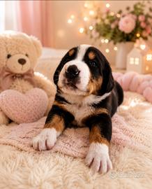 Cuccioli grande bovaro svizzero