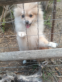 Maschietto Pomerania