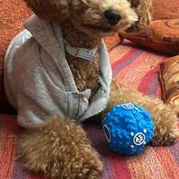 Carcasi barboncina da accoppiamento