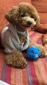 Carcasi barboncina da accoppiamento