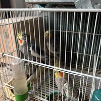 Pappagalli Calopsite