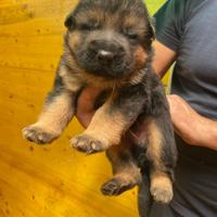 Cuccioli di pastore tedesco