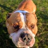 American Bully