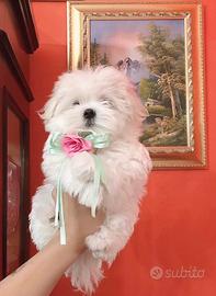 Cucciolo di maltese coreano maschietto