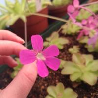 PIANTA CARNIVORA - Pinguicula fake weser