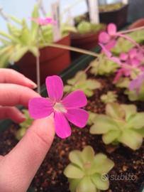 PIANTA CARNIVORA - Pinguicula fake weser